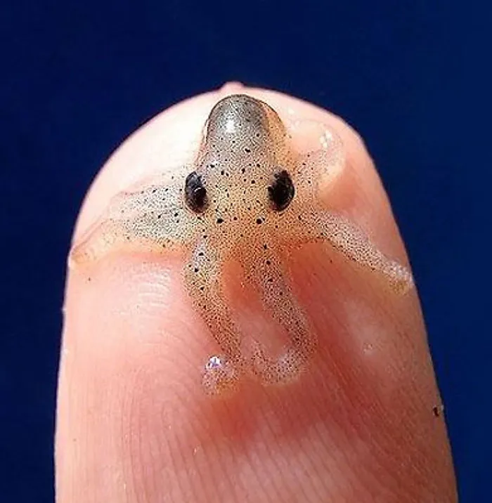 Un bebé muy pequeñito