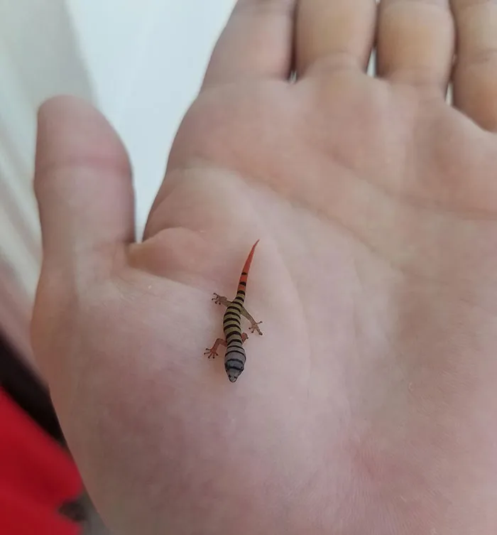 Este es el geco ceniciento que encontré en los Cayos de la Florida