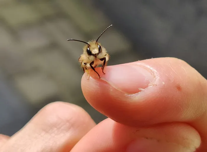 This Super Adorable Bee