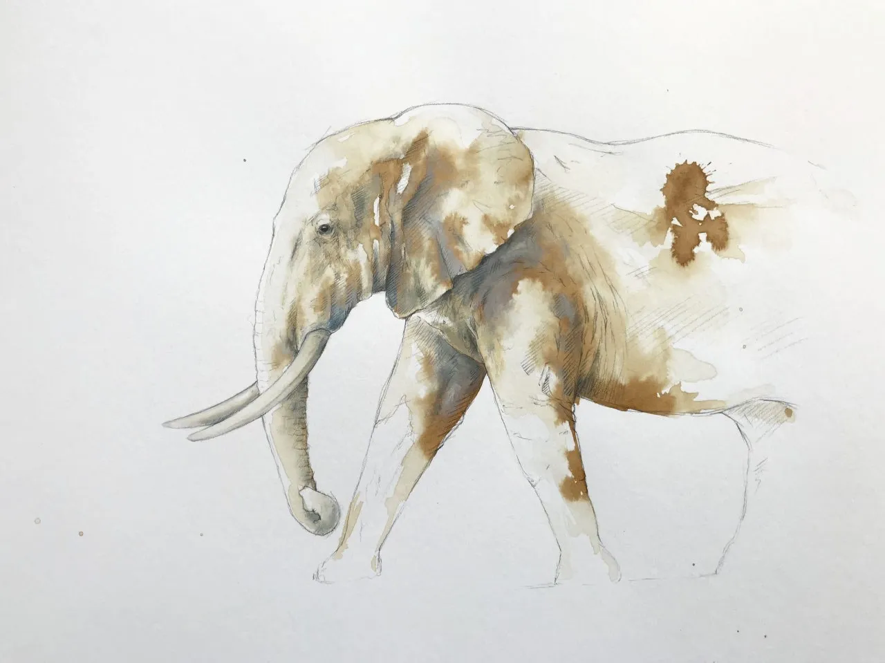 Wildlife Coffee Artworks