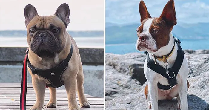 French Bulldog & Boston Terrier