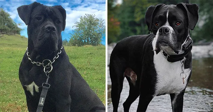 Cane Corso & Boxer