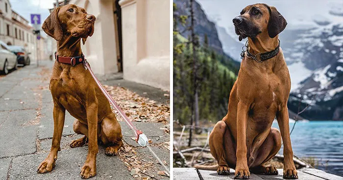 Vizsla & Rhodesian Ridgeback