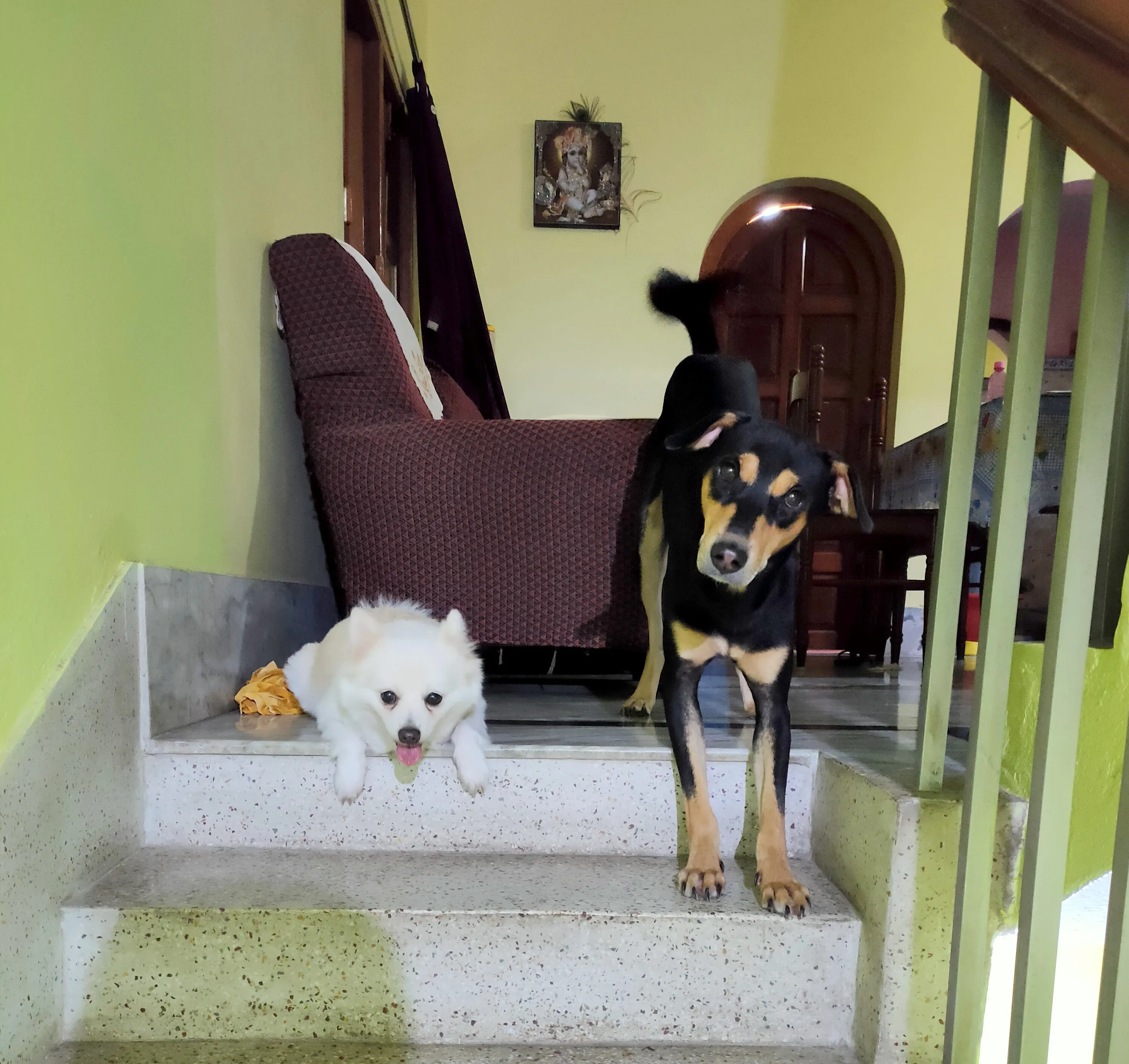 Animals Faithfulness