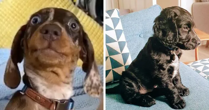 Woman On Twitter Asks What People’s Dogs' Dating Profile Pics Would Be, 30 People Share Photos