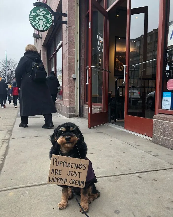 36 Funny Protest Signs From 'Dog With Sign' Who Has 174k Followers (New Pics)
