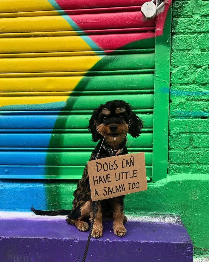 36 Funny Protest Signs From 'Dog With Sign' Who Has 174k Followers (New Pics)