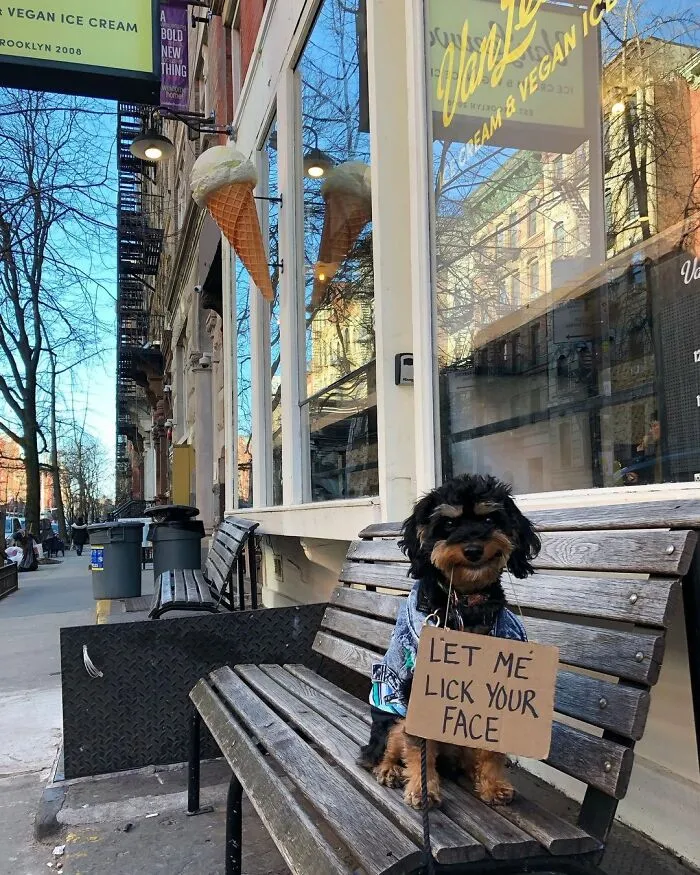 36 Funny Protest Signs From 'Dog With Sign' Who Has 174k Followers (New Pics)