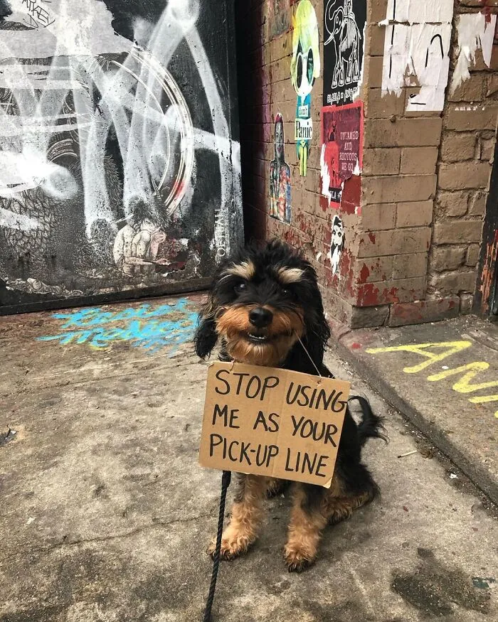 36 Funny Protest Signs From 'Dog With Sign' Who Has 174k Followers (New Pics)
