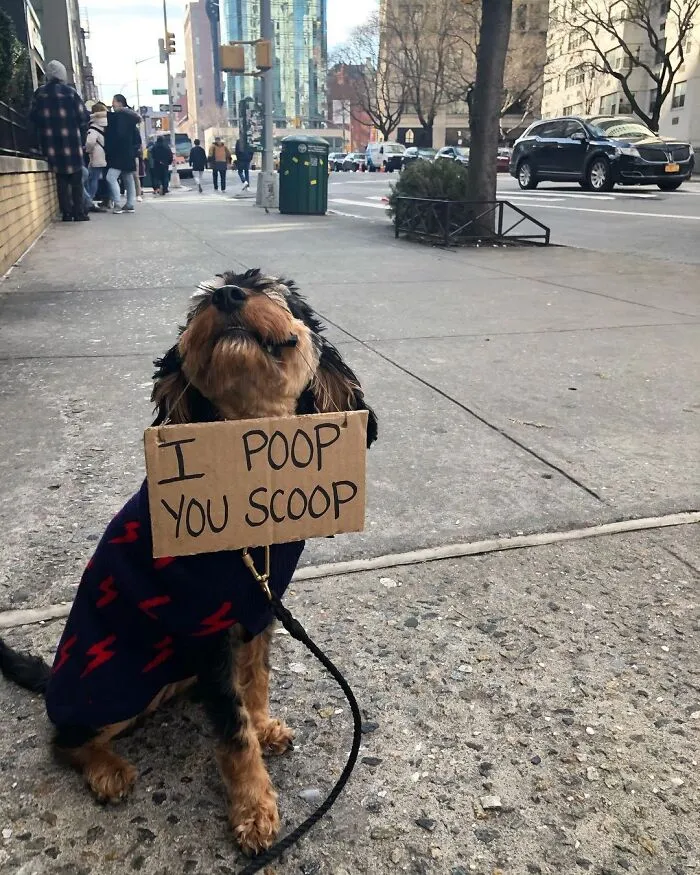 36 Funny Protest Signs From 'Dog With Sign' Who Has 174k Followers (New Pics)