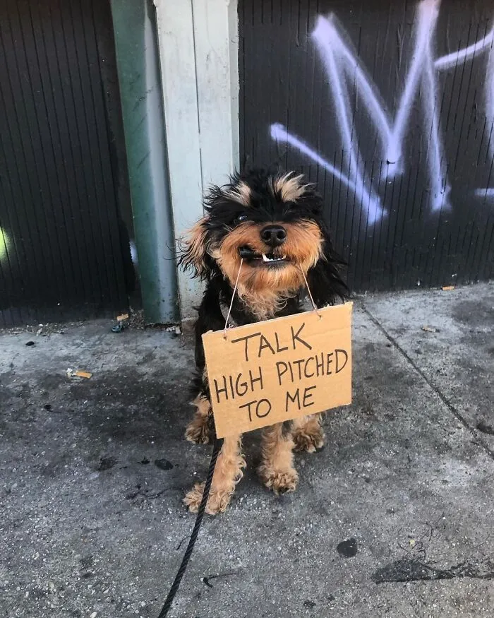 36 Funny Protest Signs From 'Dog With Sign' Who Has 174k Followers (New Pics)