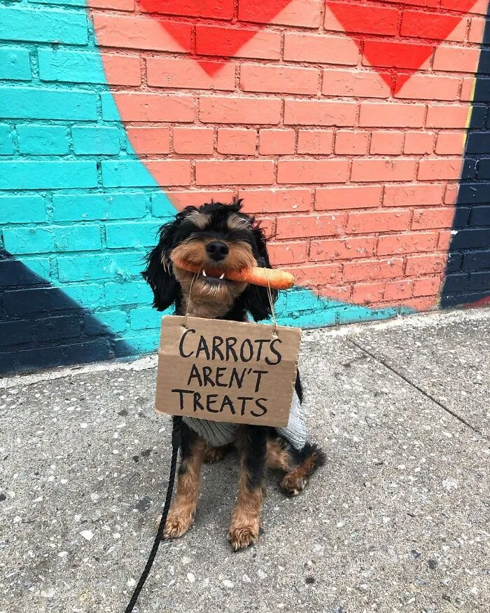 36 Funny Protest Signs From 'Dog With Sign' Who Has 174k Followers (New Pics)