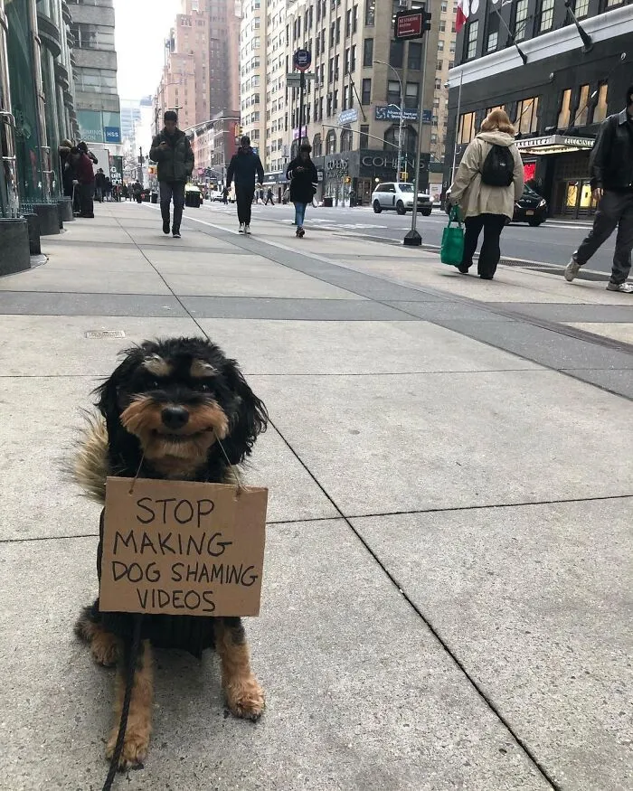 36 Funny Protest Signs From 'Dog With Sign' Who Has 174k Followers (New Pics)