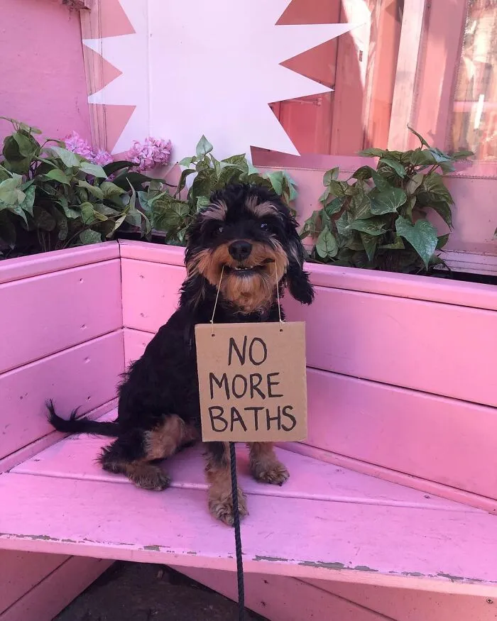 36 Funny Protest Signs From 'Dog With Sign' Who Has 174k Followers (New Pics)