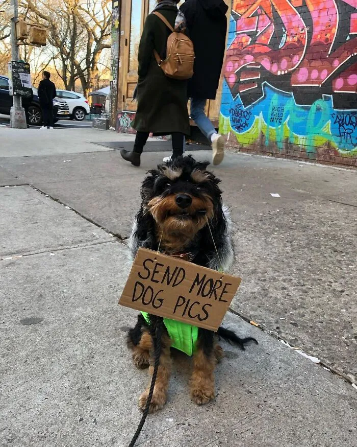 36 Funny Protest Signs From 'Dog With Sign' Who Has 174k Followers (New Pics)