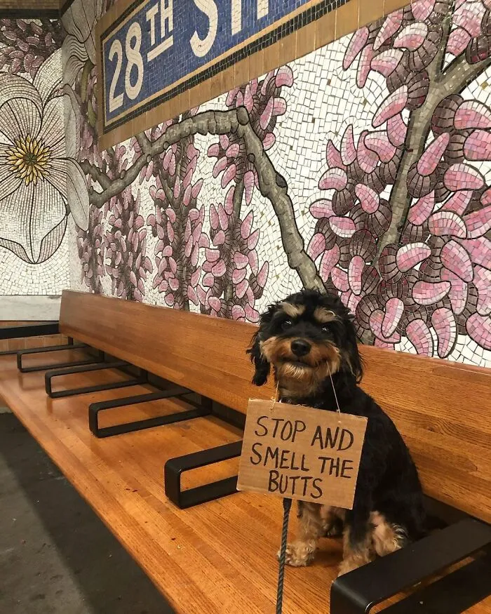 36 Funny Protest Signs From 'Dog With Sign' Who Has 174k Followers (New Pics)