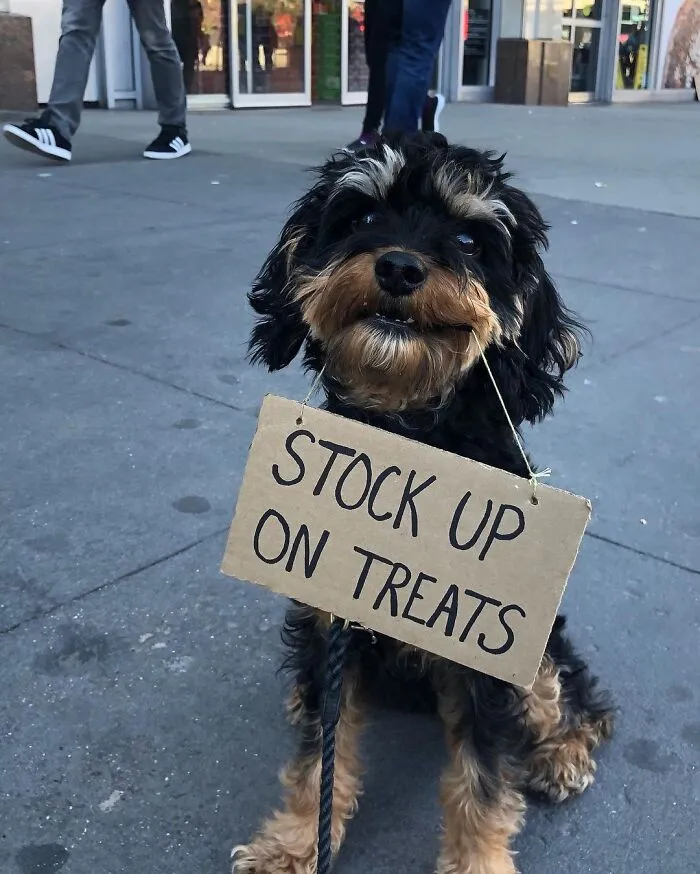36 Funny Protest Signs From 'Dog With Sign' Who Has 174k Followers (New Pics)
