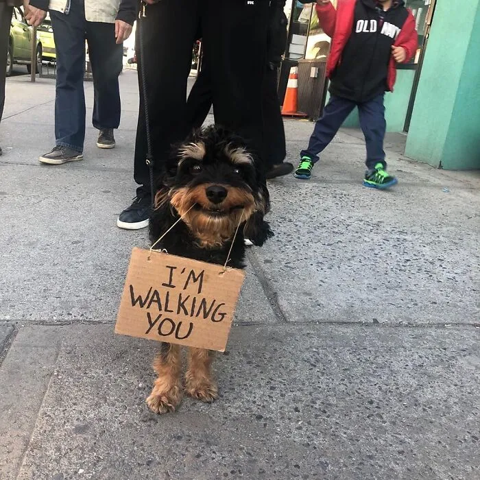 36 Funny Protest Signs From 'Dog With Sign' Who Has 174k Followers (New Pics)