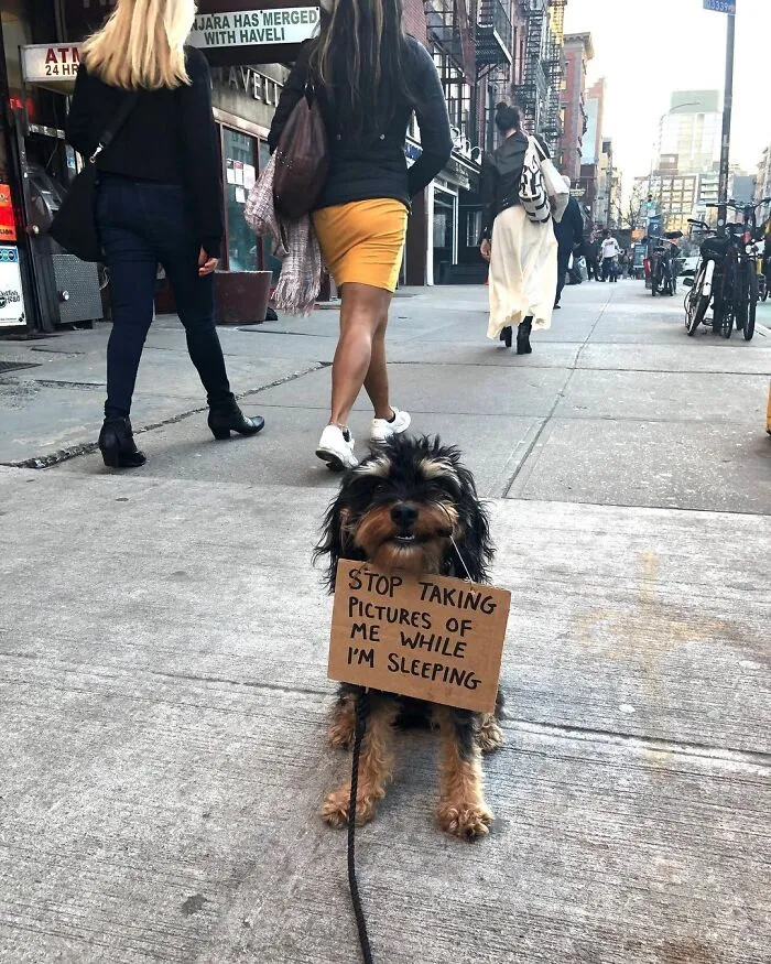 36 Funny Protest Signs From 'Dog With Sign' Who Has 174k Followers (New Pics)