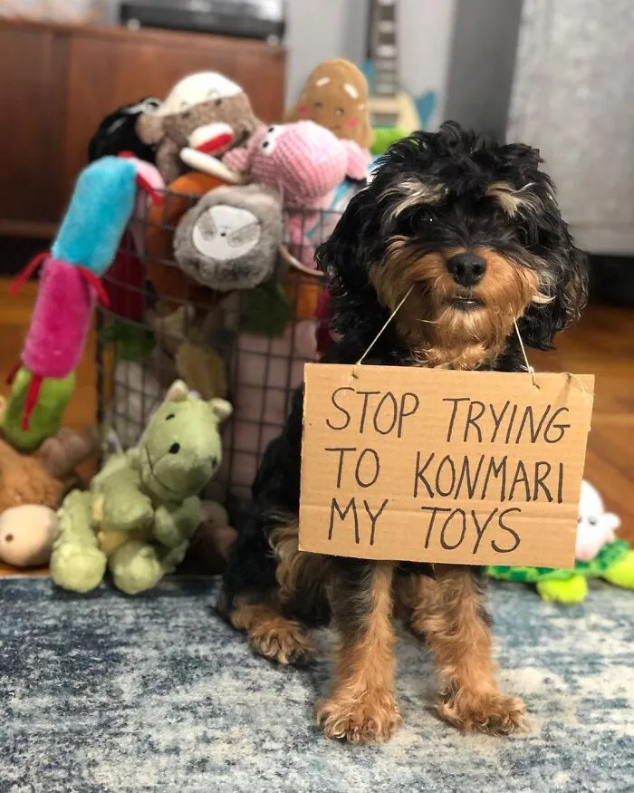 36 Funny Protest Signs From 'Dog With Sign' Who Has 174k Followers (New Pics)