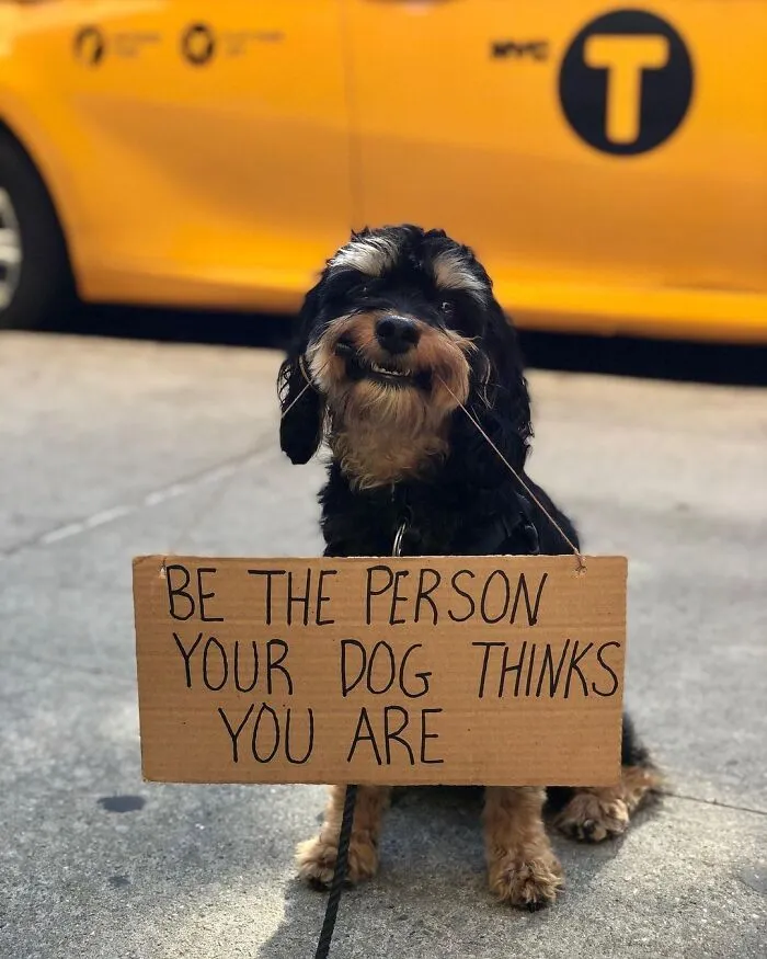 36 Funny Protest Signs From 'Dog With Sign' Who Has 174k Followers (New Pics)