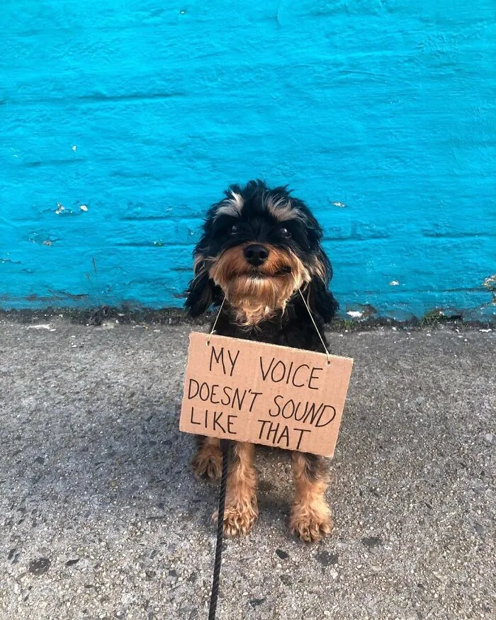 36 Funny Protest Signs From 'Dog With Sign' Who Has 174k Followers (New Pics)
