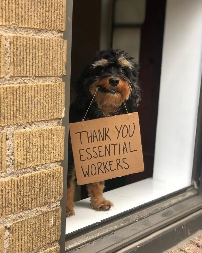 36 Funny Protest Signs From 'Dog With Sign' Who Has 174k Followers (New Pics)