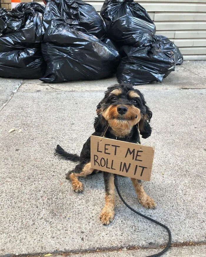 36 Funny Protest Signs From 'Dog With Sign' Who Has 174k Followers (New Pics)