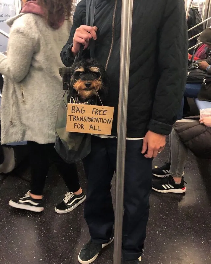 36 Funny Protest Signs From 'Dog With Sign' Who Has 174k Followers (New Pics)