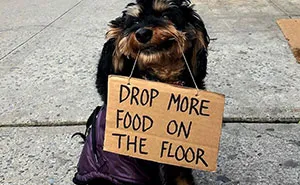 36 Funny Protest Signs From 'Dog With Sign' Who Has 174k Followers (New Pics)