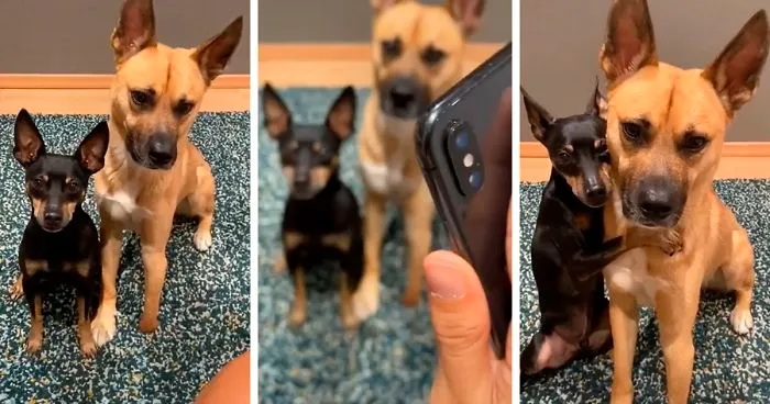 Videos Of Owner Showing Dogs A Photo And Them 'Recreating It' Go Viral