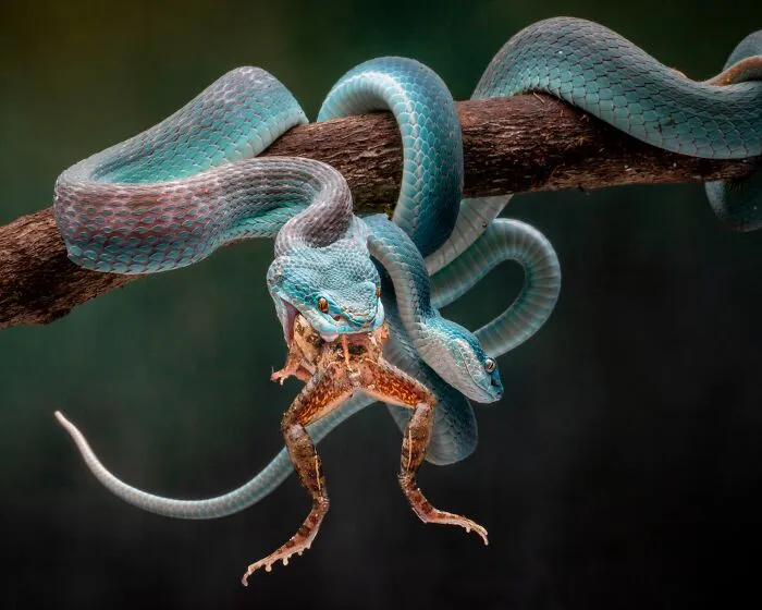 Crótalo azul (1º en Naturaleza y otros)
