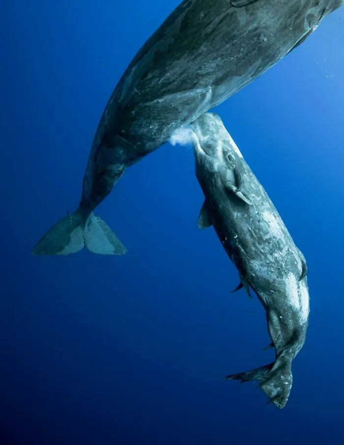 Category The Underwater World: Winner: "Whale Milk" By Mike Korostelev (Ru)