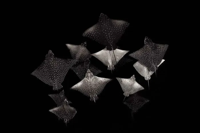 Category The Underwater World: "Constellation Of Eagle Rays" By Henley Spiers (Gb)