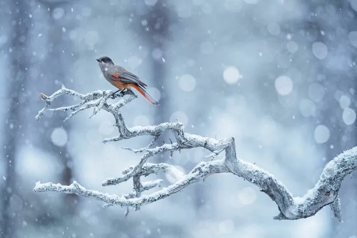 Category Fritz Pölking Junior Prize: "A Flurry Of Snow" By Florian Smit