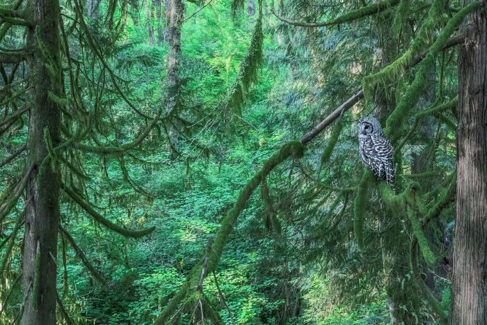 Highly Commended: 'Reign Forest' By Adam Stunkel