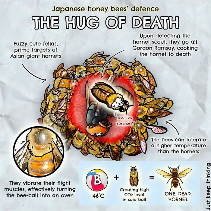 30 Beautifully Illustrated Facts That Show How Incredible Our World Is