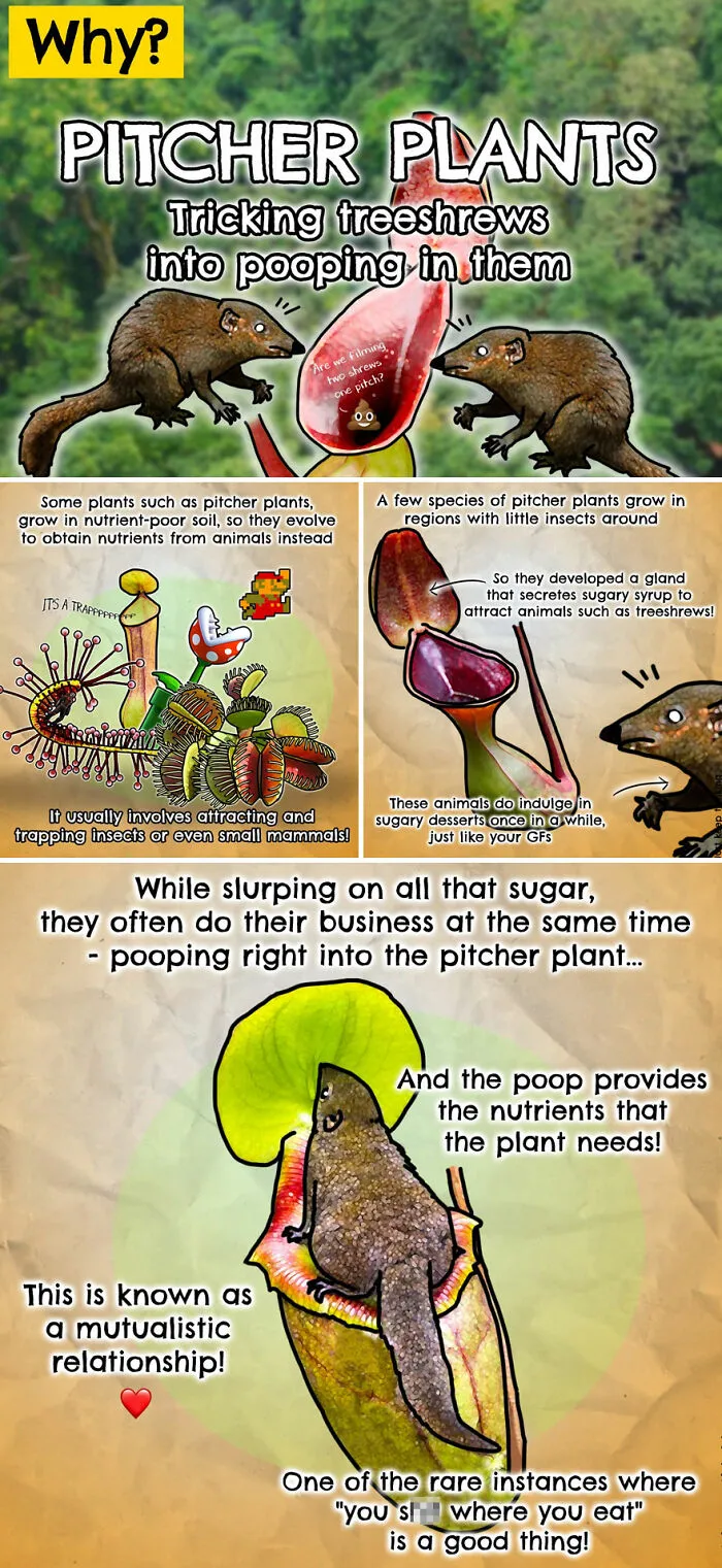 30 Beautifully Illustrated Facts That Show How Incredible Our World Is