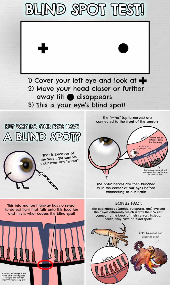 30 Beautifully Illustrated Facts That Show How Incredible Our World Is