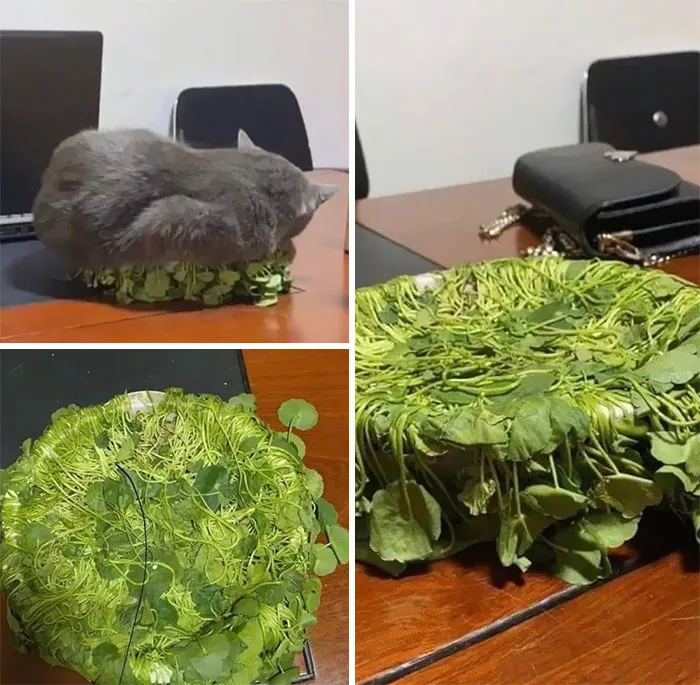 Ah, A New Bed For Me