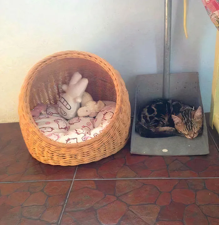 Cat Logic Is Difficult To Understand, They Said!