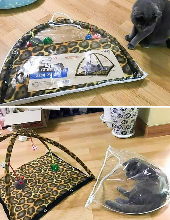 Lógica gatuna