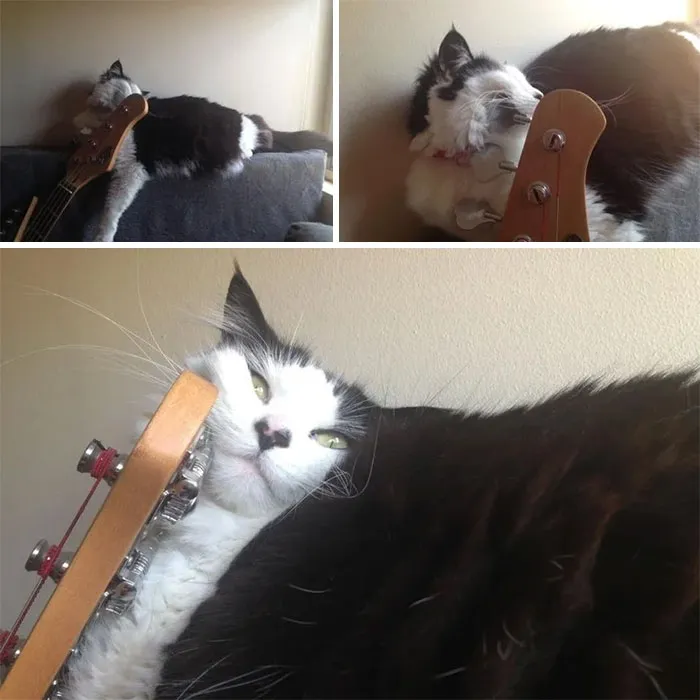 This Was In The Way Of Padma's Usual Napping Spot, She Made The Most Logical Decision