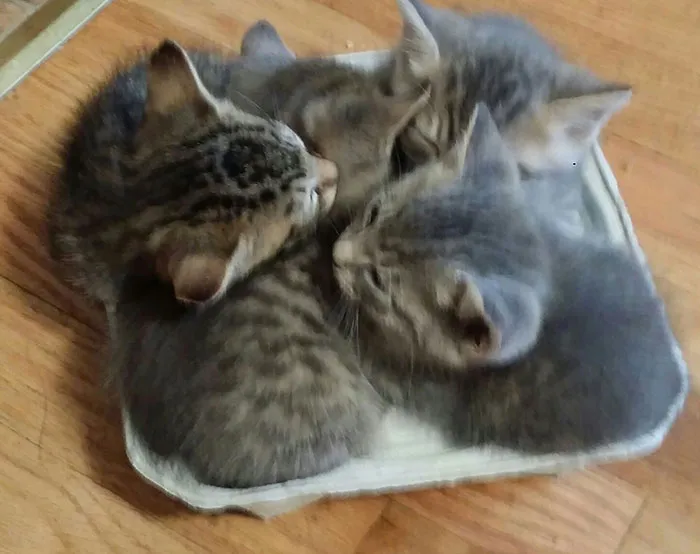 Gatitos en un portavasos