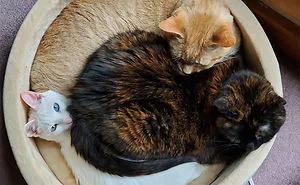 50 Funny Examples Of Cat Beds And Cat Logic