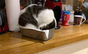 50 Funny Examples Of Cat Beds And Cat Logic