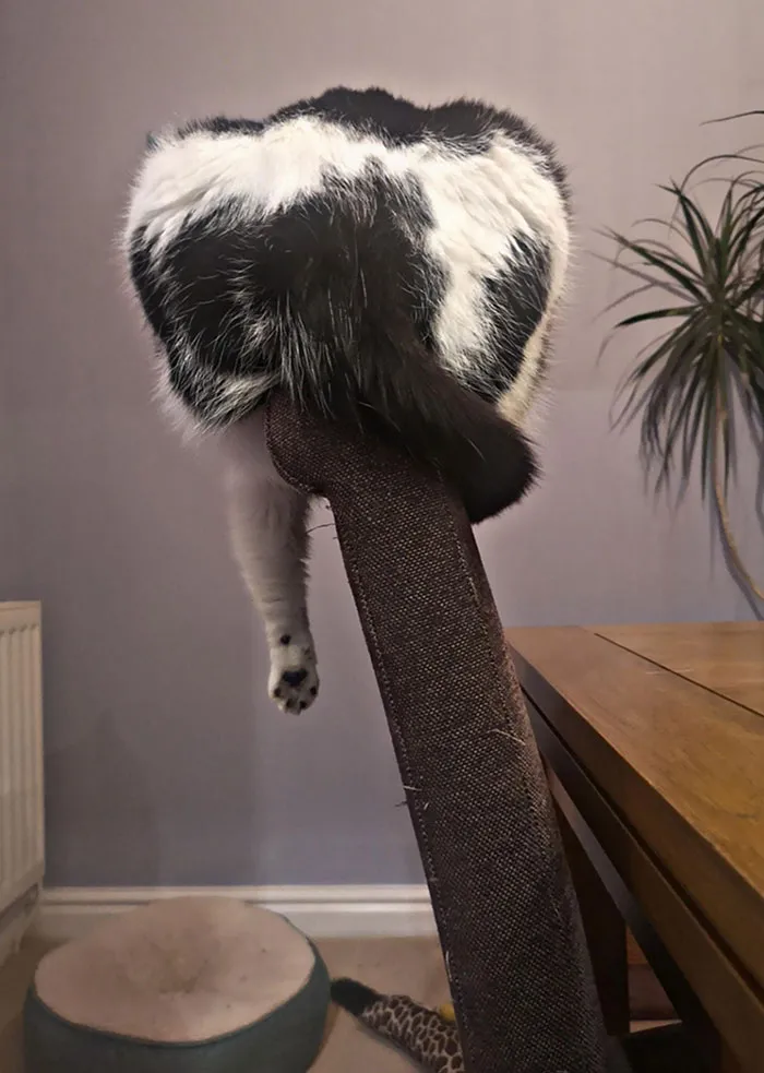 He Has Access To About Seven Cat Beds But He Prefers Hanging On The Back Of A Chair. Why
