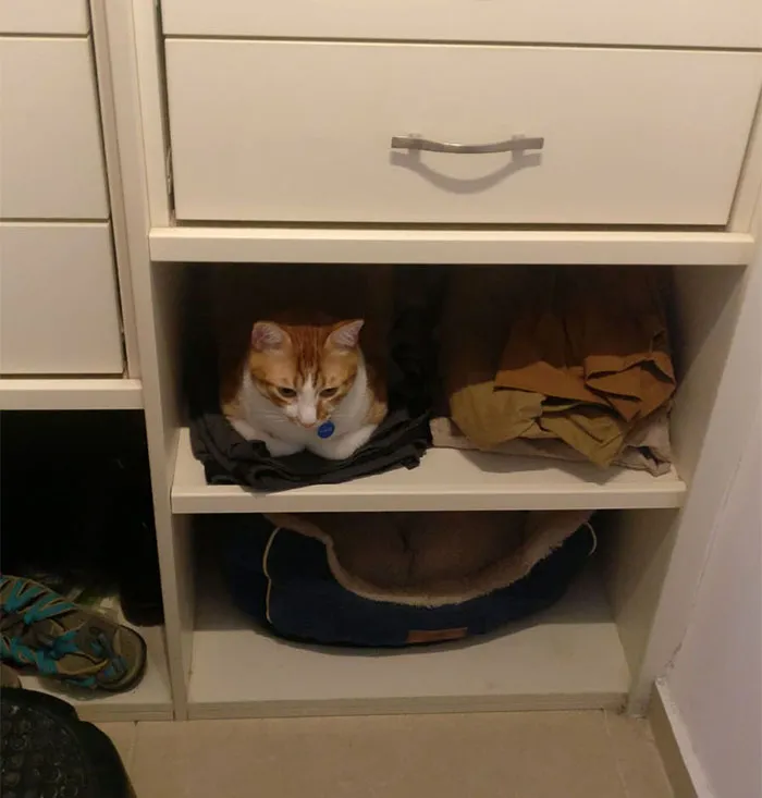 Le gusta dormir sobre mis pantalones. Cambiamos los pantalones de sitio y pusimos una cama donde estaban. Ha pasado esto