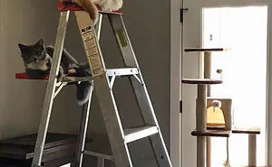 50 Funny Examples Of Cat Beds And Cat Logic