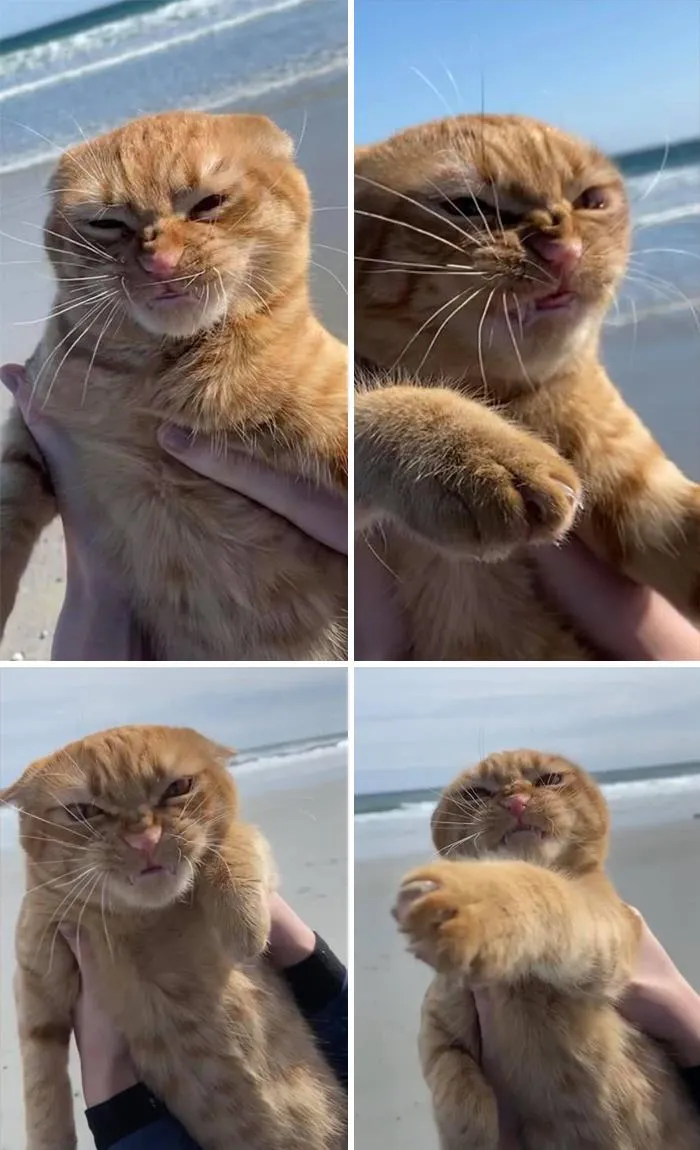Pumpkin Hates Windy Beach